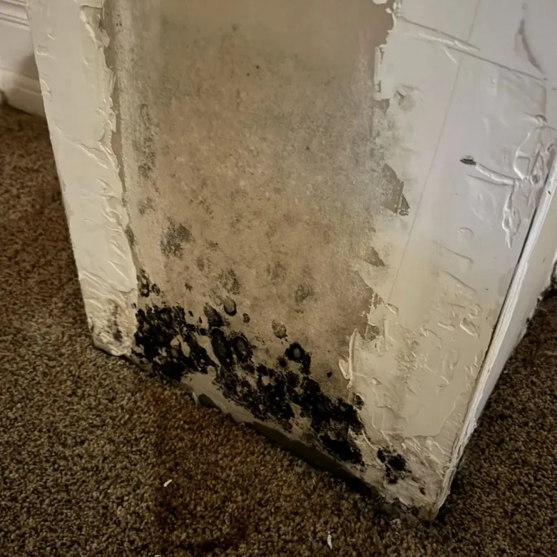 Professional Mold Removal in Beach, ND